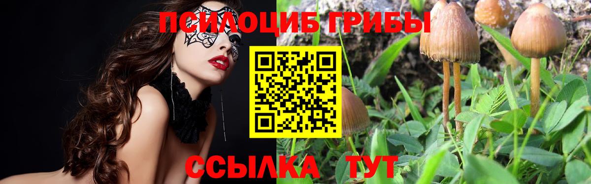 Псилоцибиновые грибы Psilocybine cubensis Моздок